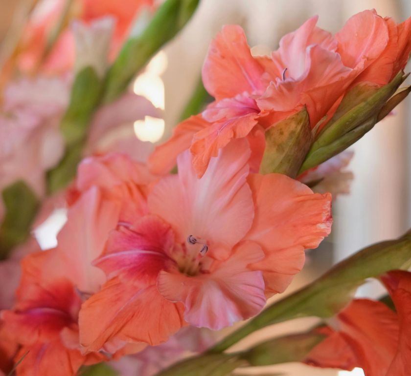 Rugsėjo 1-osios gėlės: kiek jos kainuos šiemet bei kaip įsigijus jas išlaikyti šviežias ilgiau?