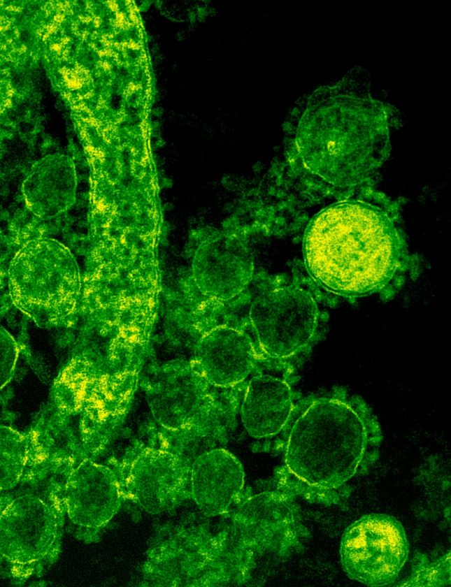 KTU docentė: skaitmenizacija biotechnologijoje – nuo bakterijos iki realaus produkto