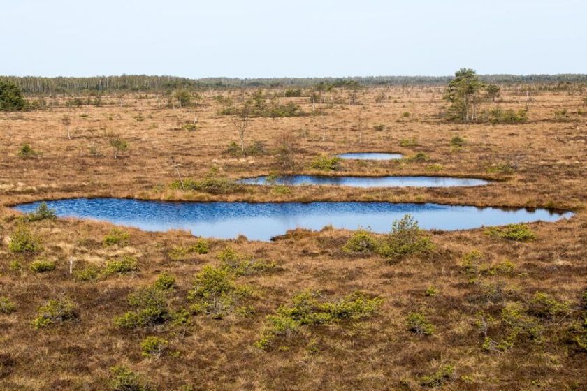 Pelkių atkūrimas Lietuvoje – krašto gynybos priemonė?