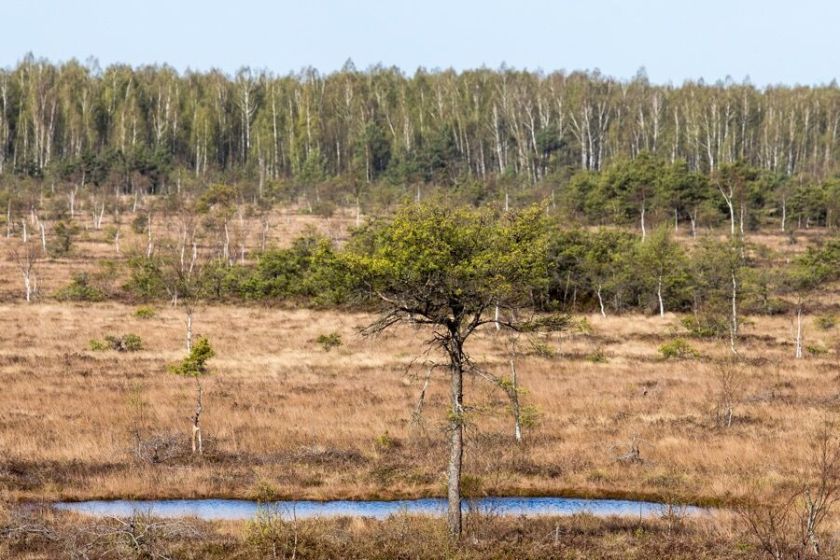 Pelkių atkūrimas Lietuvoje – krašto gynybos priemonė?