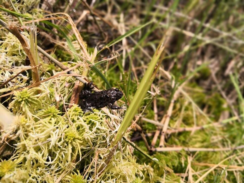 Pelkių atkūrimas Lietuvoje – krašto gynybos priemonė?