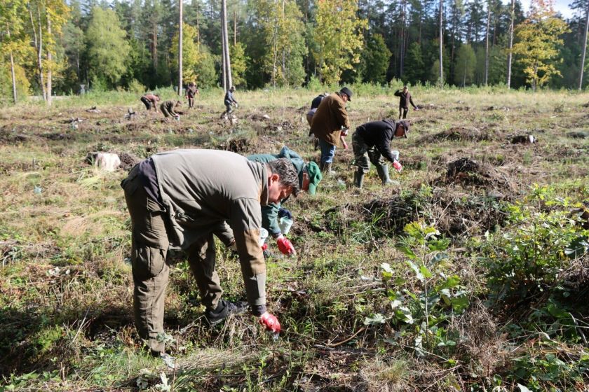Miškininkų gudrybės – kaip nuo kanopinių žvėrių apginti jaunus medelius?