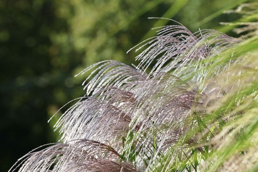 Turtingoje miskantų kolekcijoje – ir oranžeriją praaugę milžinai