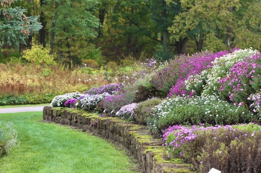 Šalnažolėmis praminti astrai: margi ne tik spalvomis, bet ir gentine įvairove