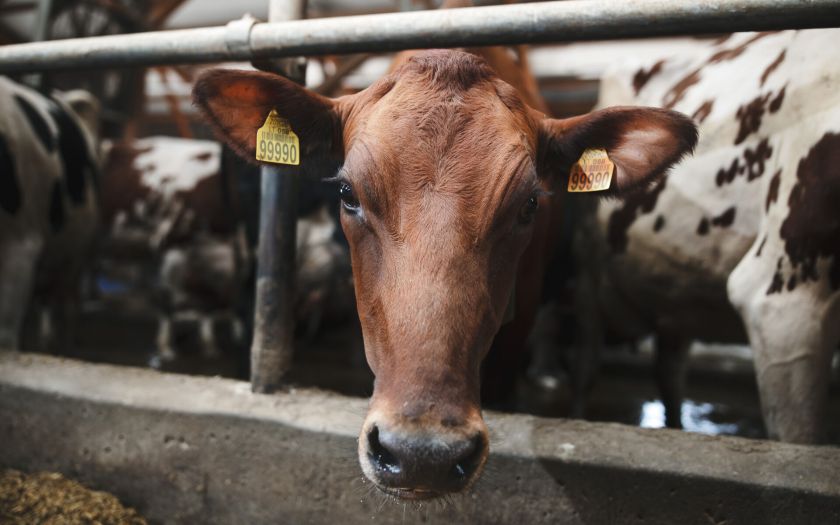 „Agrokoncerno grupė“ ir LSMU pasirašė bendradarbiavimo sutartį – kuriamas unikalus gyvulininkystės sektoriaus modelis Europoje