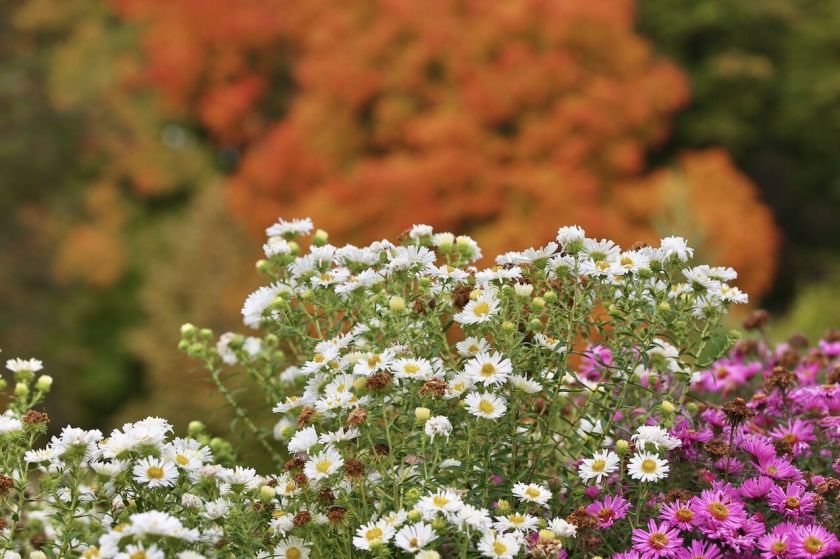 Šalnažolėmis praminti astrai: margi ne tik spalvomis, bet ir gentine įvairove