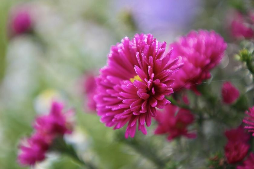 Šalnažolėmis praminti astrai: margi ne tik spalvomis, bet ir gentine įvairove