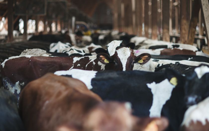 „Agrokoncerno grupė“ ir LSMU pasirašė bendradarbiavimo sutartį – kuriamas unikalus gyvulininkystės sektoriaus modelis Europoje